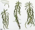 SpeciesSub: subsp. serotinum